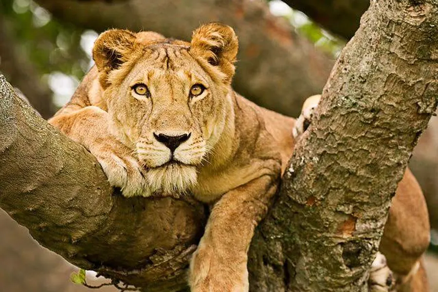 Tree-climbing lioness resting on a fig tree branch in Queen Elizabeth National Park, Uganda