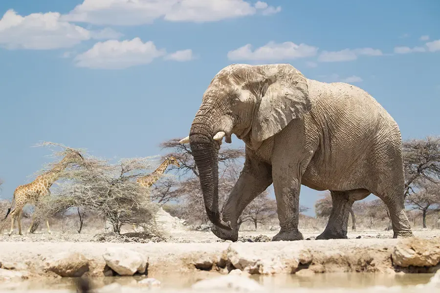 Elephant drinking at a waterhole with giraffe browsing behind in Etosha National Park, Namibia