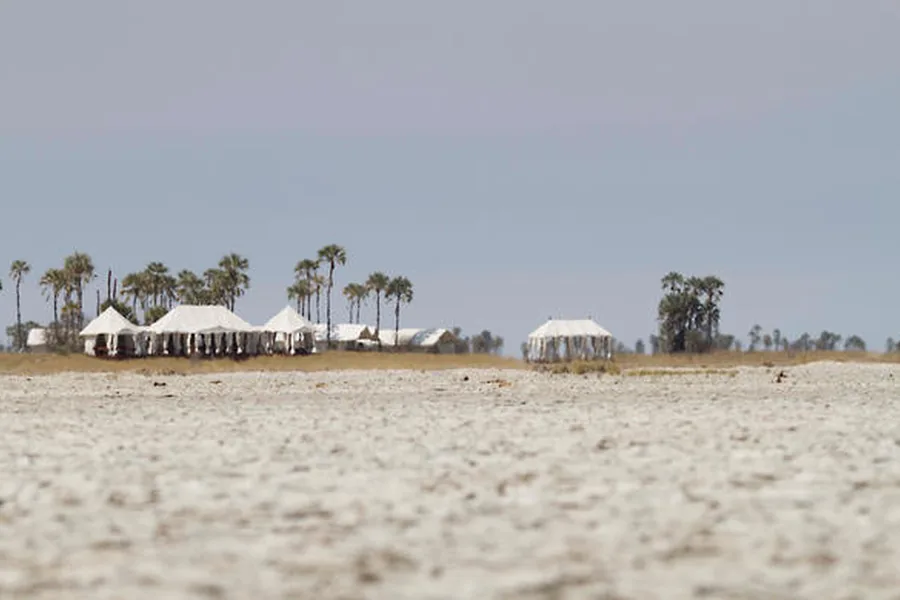 White canvas tented camp and palm trees on the edge of the Makgadikgadi salt pans, Botswana
