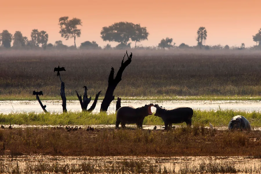 Hippos and waterbirds silhouetted at sunrise on the Chobe River floodplain, Chobe National Park, Botswana
