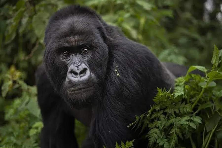 Adult mountain gorilla with juvenile on its back among dense green foliage in Bwindi Impenetrable Forest, Uganda