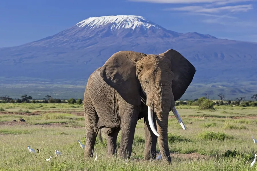 Big-tusked elephant grazing in Amboseli National Park with snow-capped Mount Kilimanjaro behind