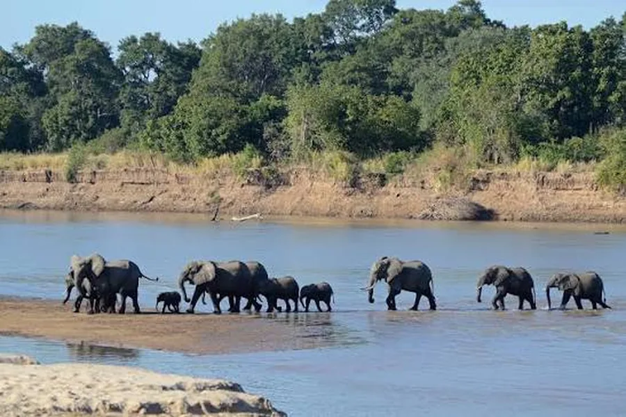 A herd of elephants with calves crossing the Luangwa River on a family walking safari in South Luangwa, Zambia
