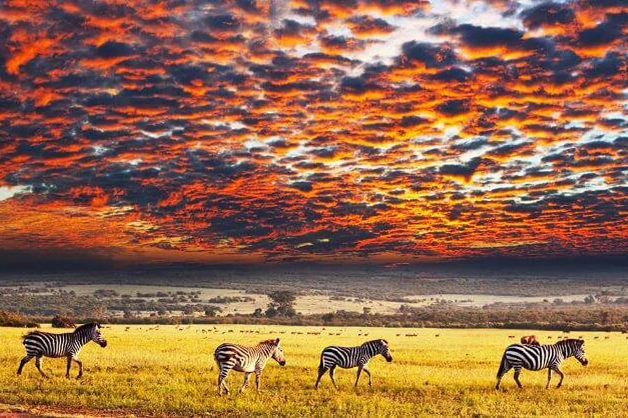 Zebra crossing the golden Serengeti plains under a fiery sunset sky, Tanzania