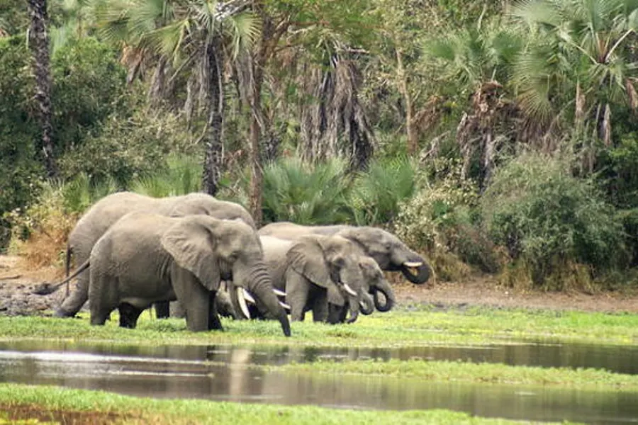 Herd of elephants with young calves drinking at a floodplain waterhole among fan palms in Gorongosa National Park
