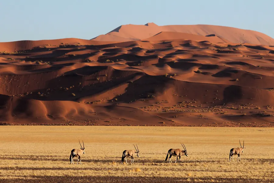 Oryx crossing golden desert plains below towering red sand dunes at Sossusvlei in the Namib Desert, Namibia