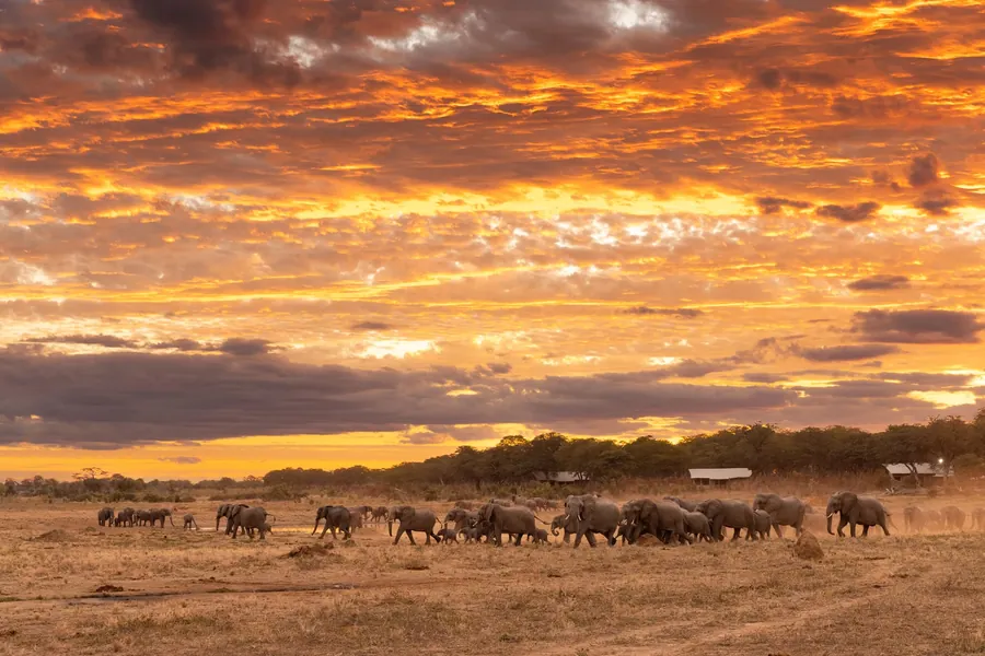 Large elephant herd crossing the plains at sunset near a safari camp in Hwange National Park, Zimbabwe