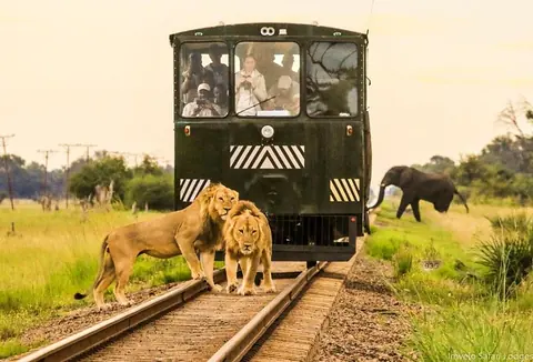 A Unique, Impactful Safari in Zimbabwe cover