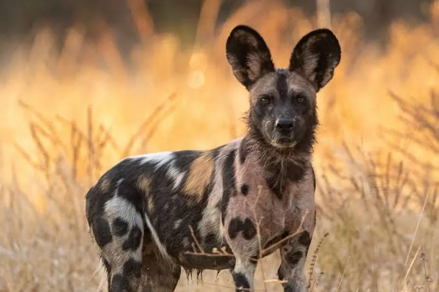 African wild dog standing in golden grass in the early morning light at Mana Pools, Zimbabwe