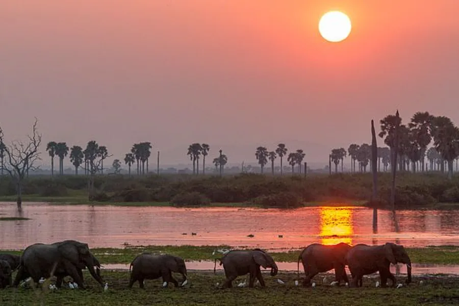Elephant herd walking beside a river at sunset among palm trees in the Selous, southern Tanzania