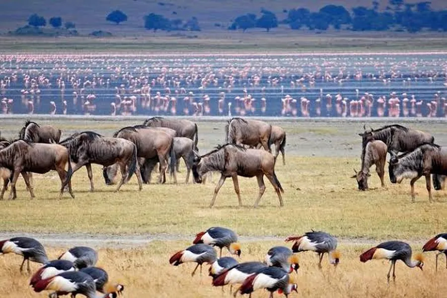 Wildebeest and crowned cranes grazing beside Lake Manyara with thousands of pink flamingos behind