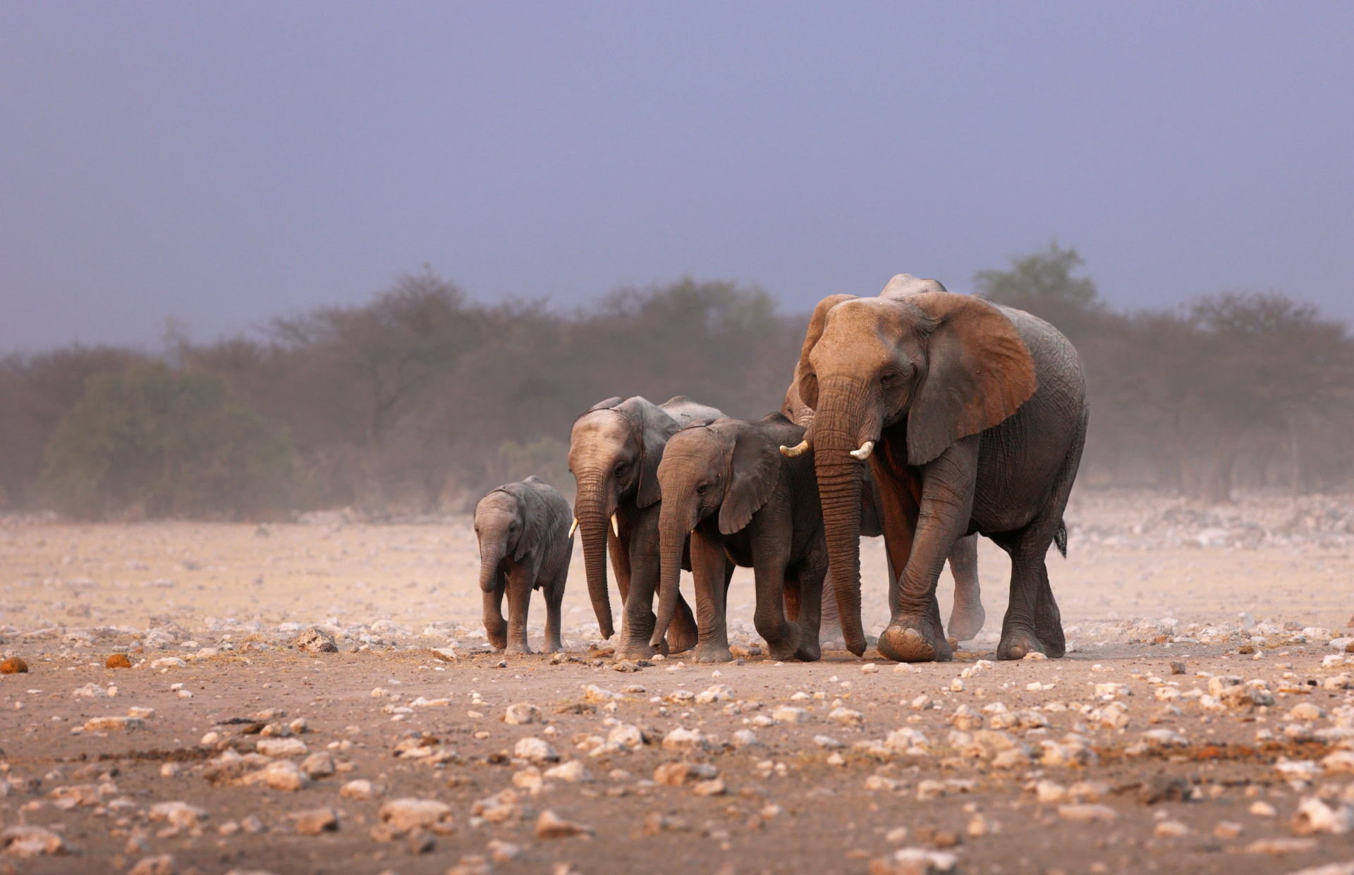 An elephant family walking across the plains of Etosha National Park, Namibia