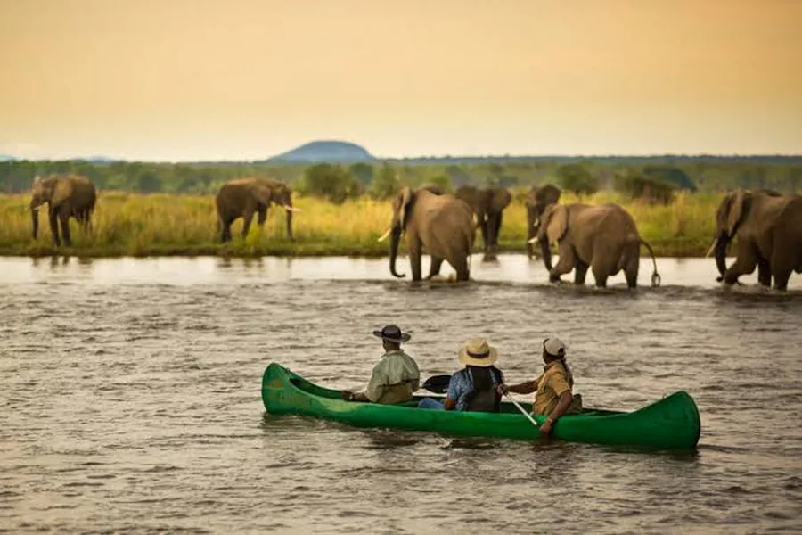 Guided canoe safari on the Zambezi River passing a herd of elephants drinking at the water’s edge, Lower Zambezi, Zambia