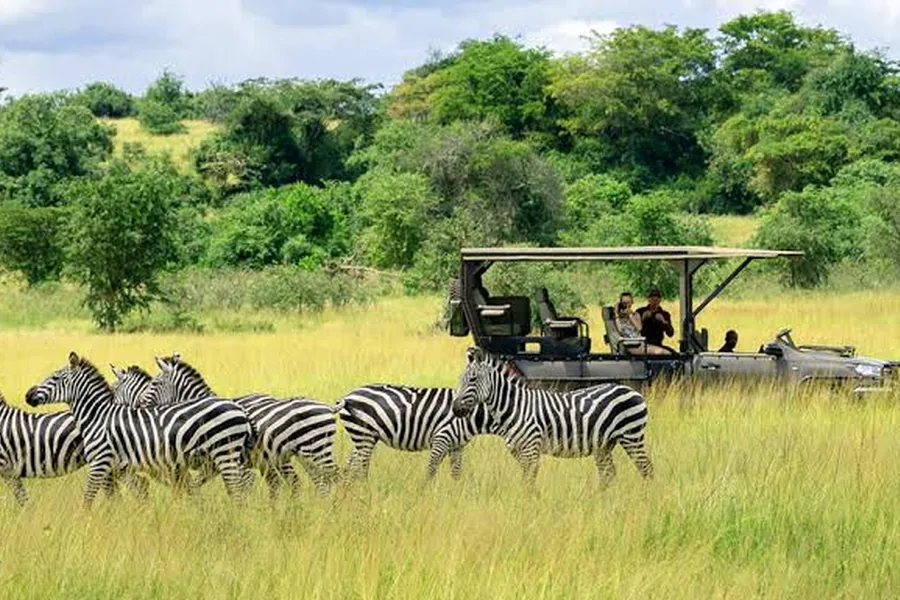 Herd of zebra grazing beside an open safari vehicle in the grasslands of Akagera National Park, Rwanda