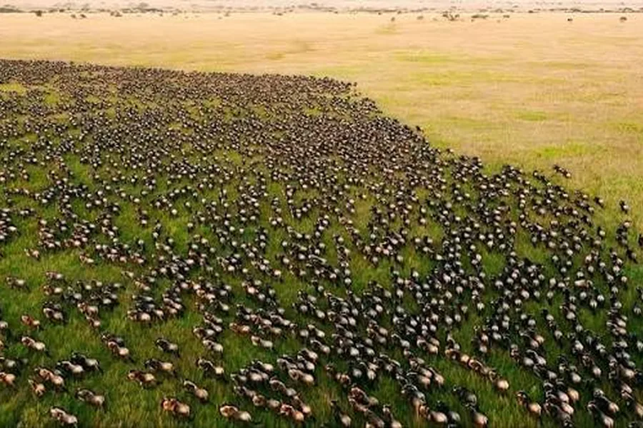 Aerial view of thousands of blue wildebeest during the migration across the grasslands of Liuwa Plain, Zambia
