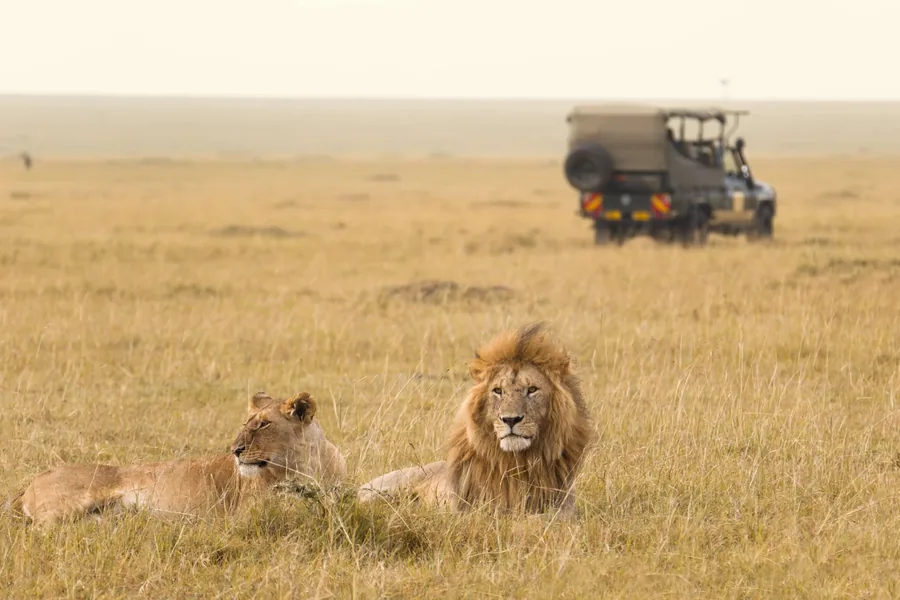 Lion and lioness resting in the grass as a safari vehicle watches in the Masai Mara, Kenya