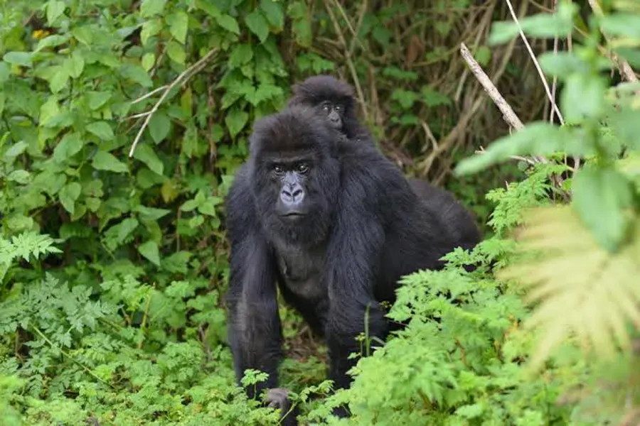 Mountain gorilla carrying its baby through thick vegetation on the Virunga volcano slopes of Mgahinga Gorilla National Park