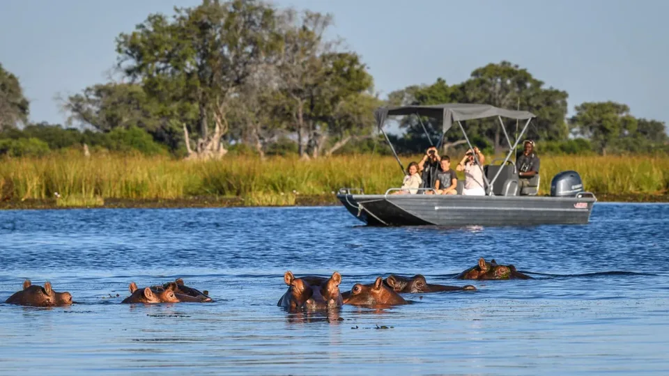 Family on a boat safari watching hippos in the Okavango Delta, Botswana