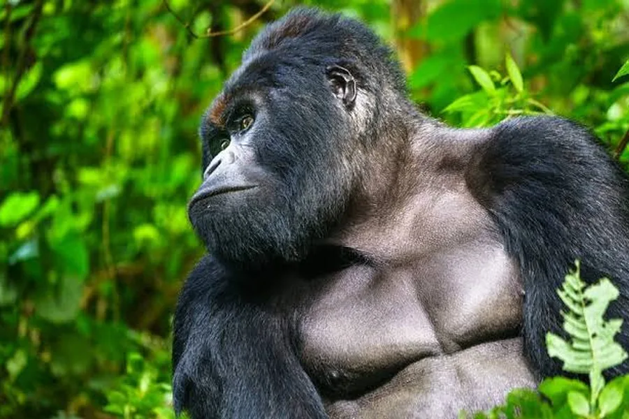 Mountain gorilla looking out over the forested volcanic peaks of the Virunga Highlands, Rwanda
