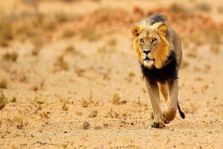 Black-maned Kalahari lion walking across red desert sand in the Central Kalahari Game Reserve, Botswana