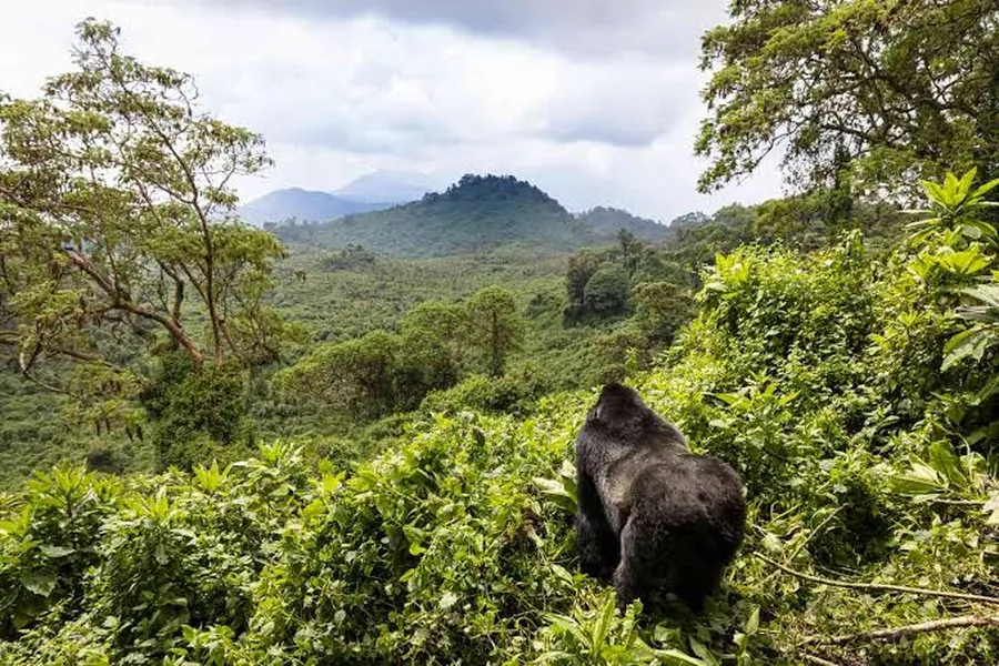 Silverback mountain gorilla resting on a forested slope in Volcanoes National Park, Rwanda