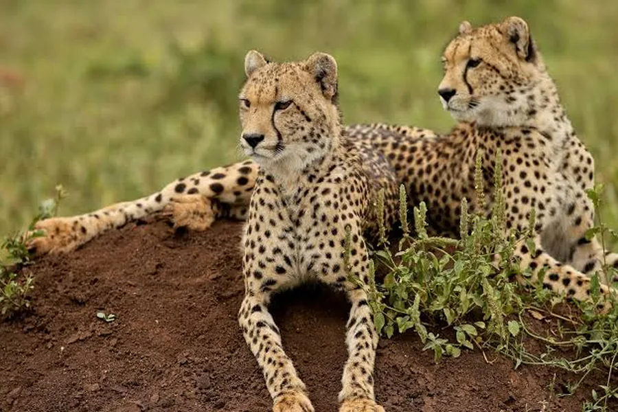 Two cheetah resting on a termite mound on the Busanga Plains in Kafue National Park, Zambia