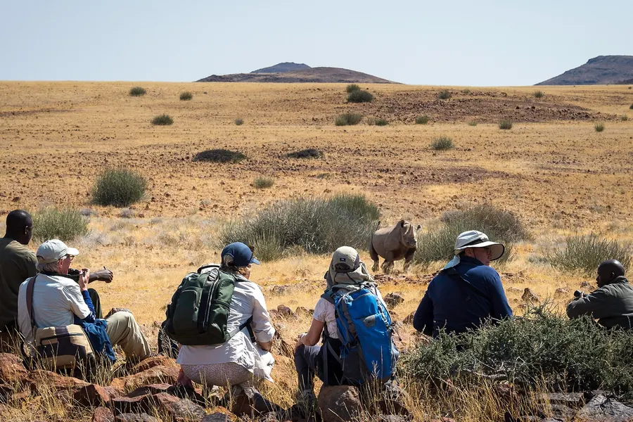 Guided walking safari group watching a black rhino on the open plains of Damaraland, Namibia