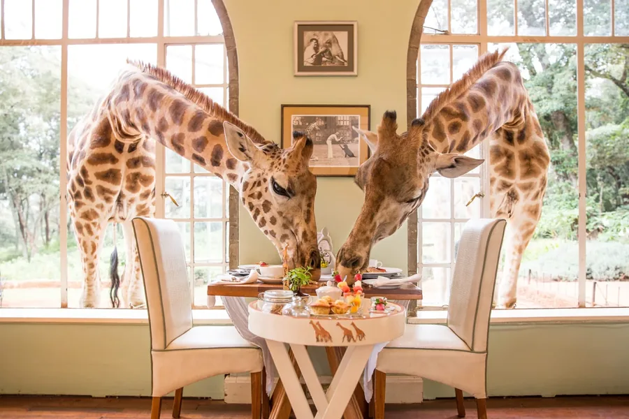 Two giraffes leaning through the windows at breakfast at Giraffe Manor in Nairobi, Kenya