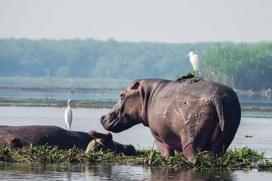 Hippos and cattle egrets on a grassy Nile riverbank in Murchison Falls National Park, Uganda