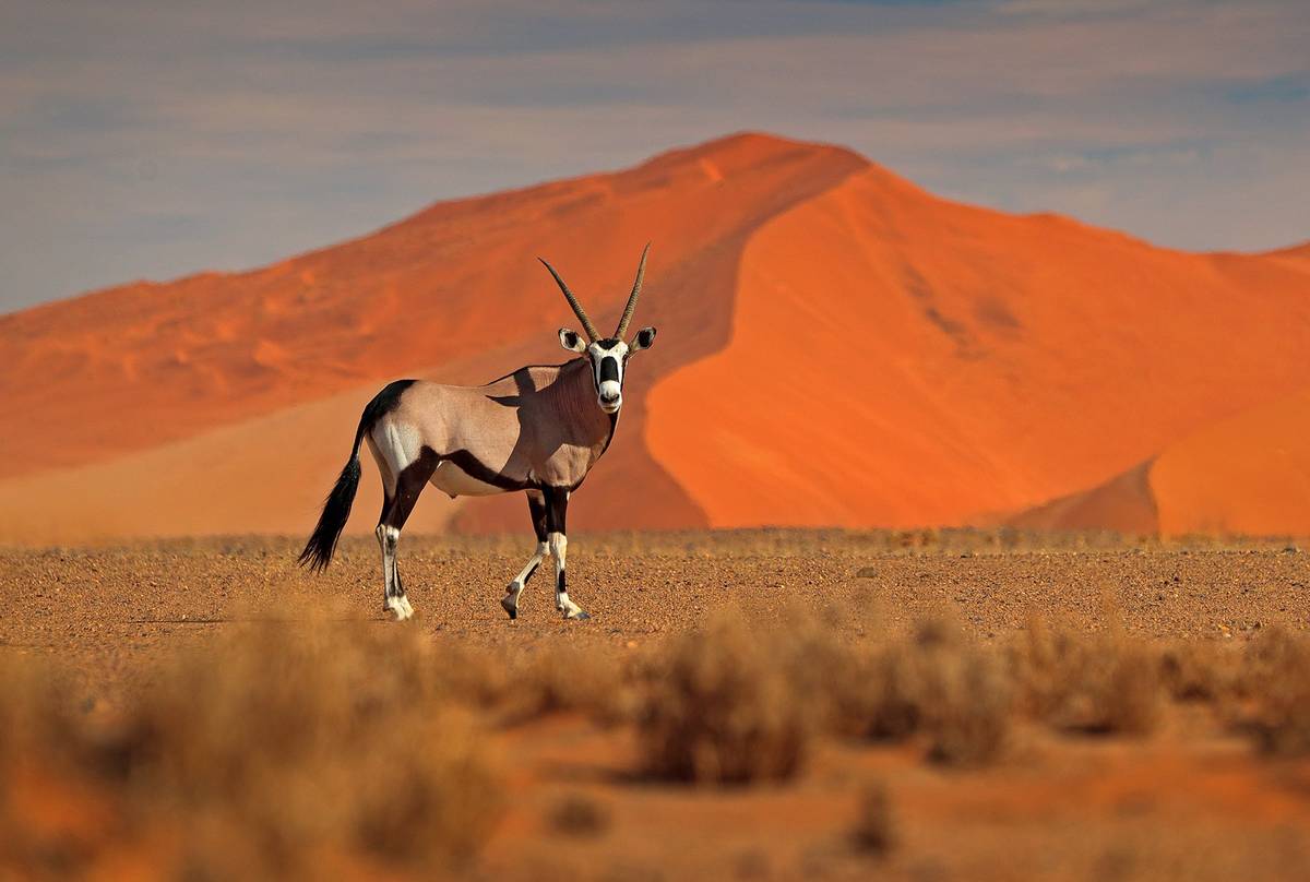Namibia — Self-drive dunes, ancient deserts.