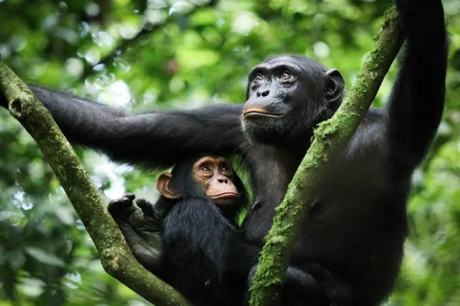 Adult chimpanzee and infant resting together in the forest canopy in Kibale Forest National Park, Uganda
