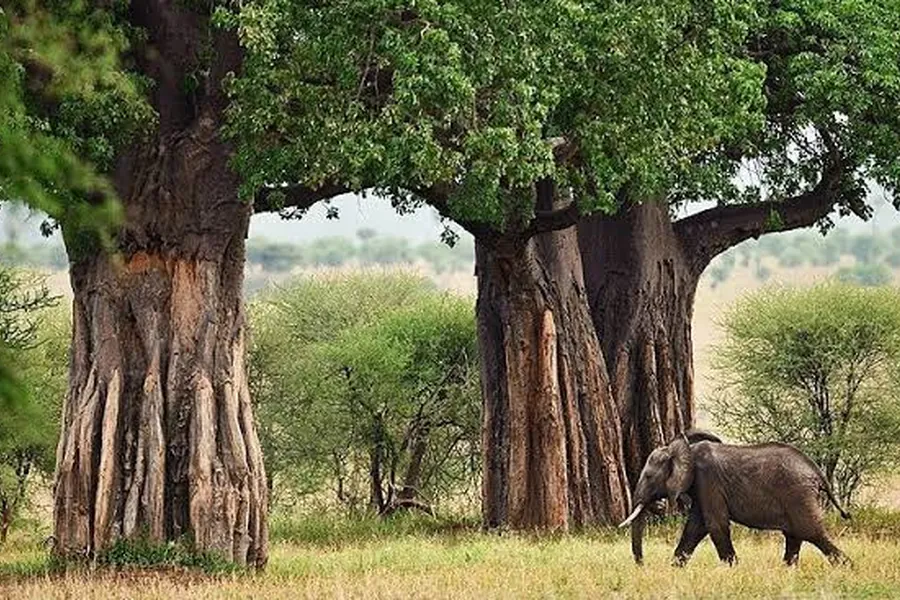 Elephant walking beneath enormous ancient baobab trees in Tarangire National Park, Tanzania