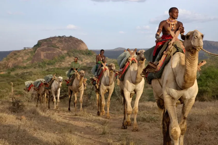 Samburu guides leading a camel trekking safari through the hills of Laikipia in northern Kenya