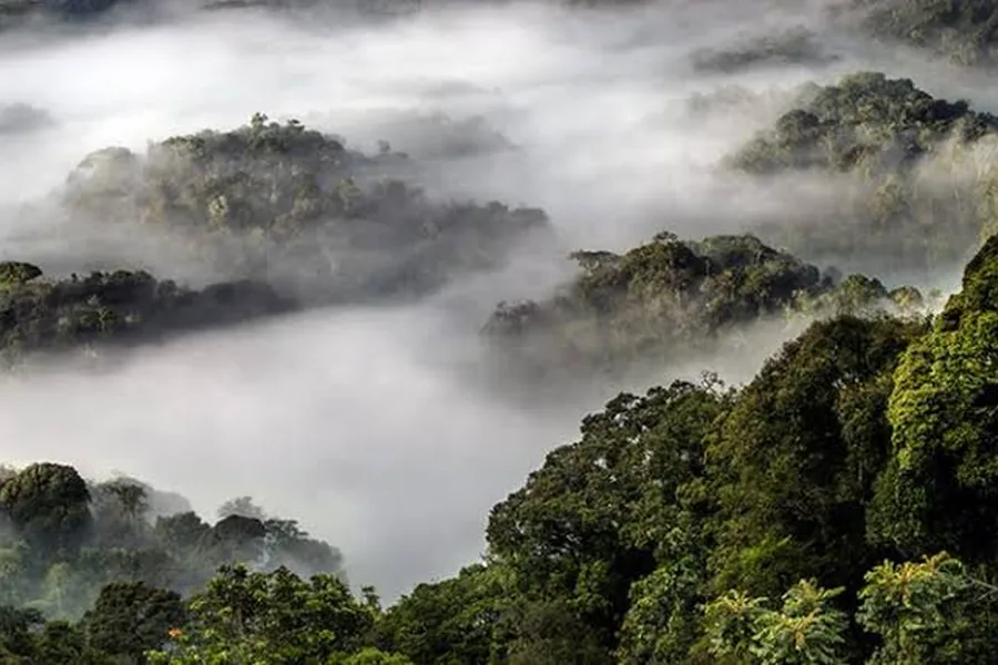Mist drifting over the dense montane rainforest canopy of Nyungwe Forest National Park, Rwanda