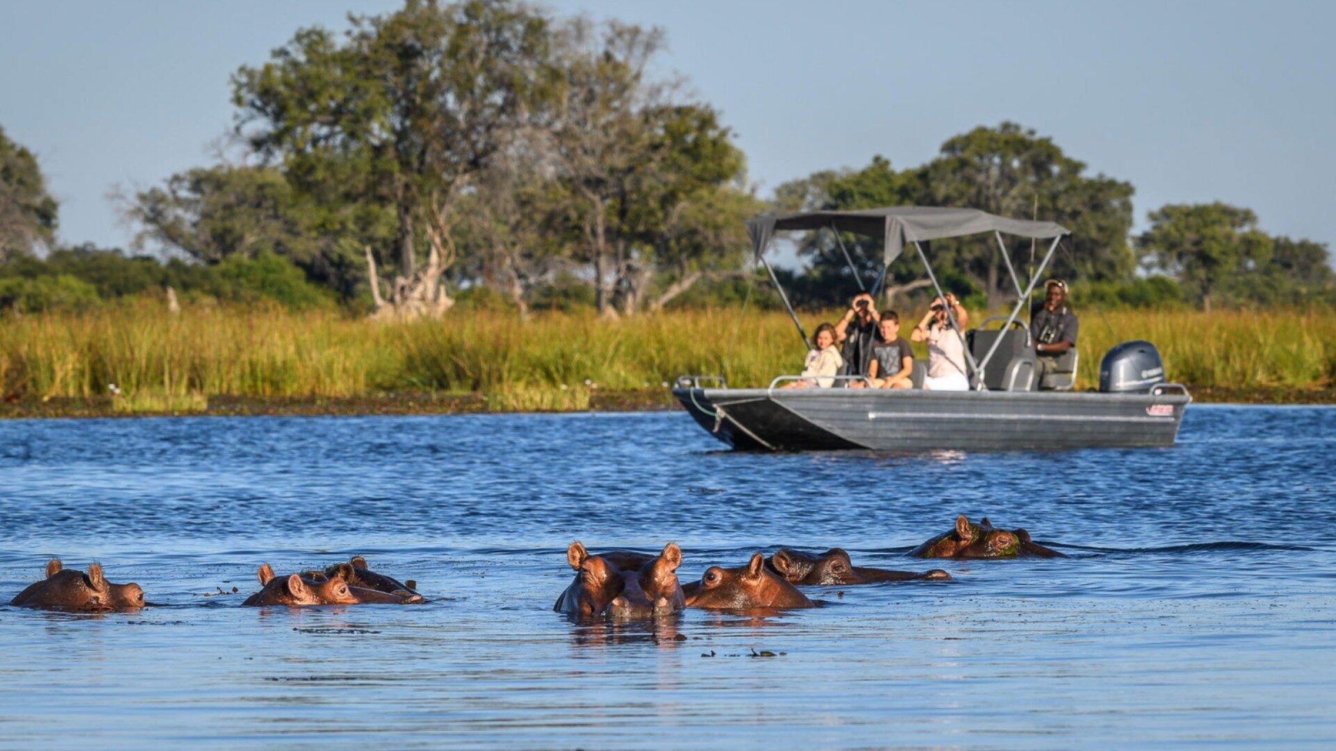 Family on a boat safari watching hippos in the Okavango Delta, Botswana