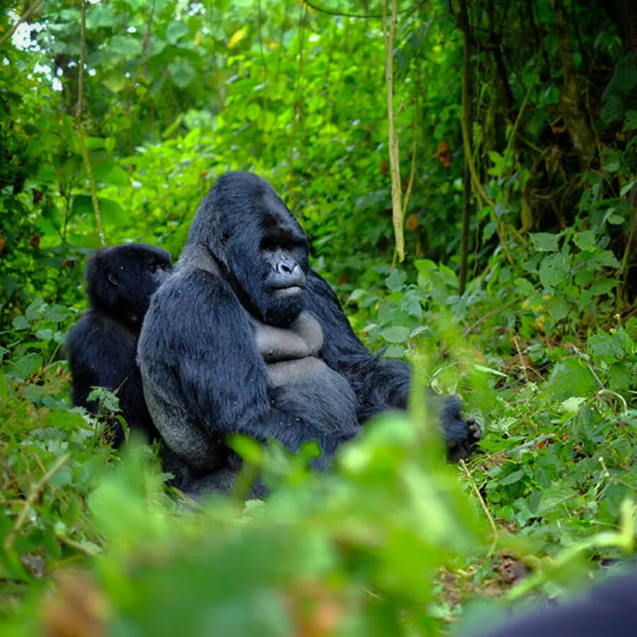 Rwanda — Mountain gorillas, world-class lodges.