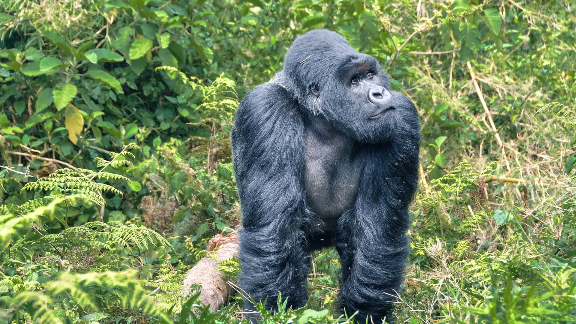 Mountain gorilla in Volcanoes National Park, Rwanda