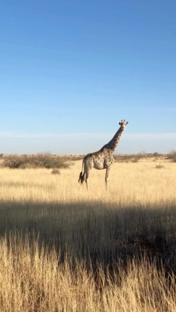 Flashback: 2 week family road trip adventure in Namibia back in 2021!