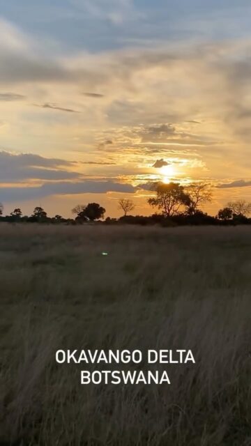 The first few days of the @naturalselectiontravel fam trip into the Okavango Delta has been amazing- the bush is green and alive with birds and baby animals!! For our first few nights we stayed at the beautiful Mbamba Lodge in the far North, and visited Dukes Camp and Duke’s East camp, all having the Moroccan inspired old world charm interiors, surrounded by pristine wilderness and many animals…